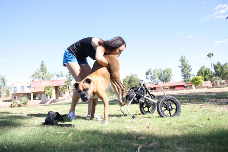 Sasha the boxer